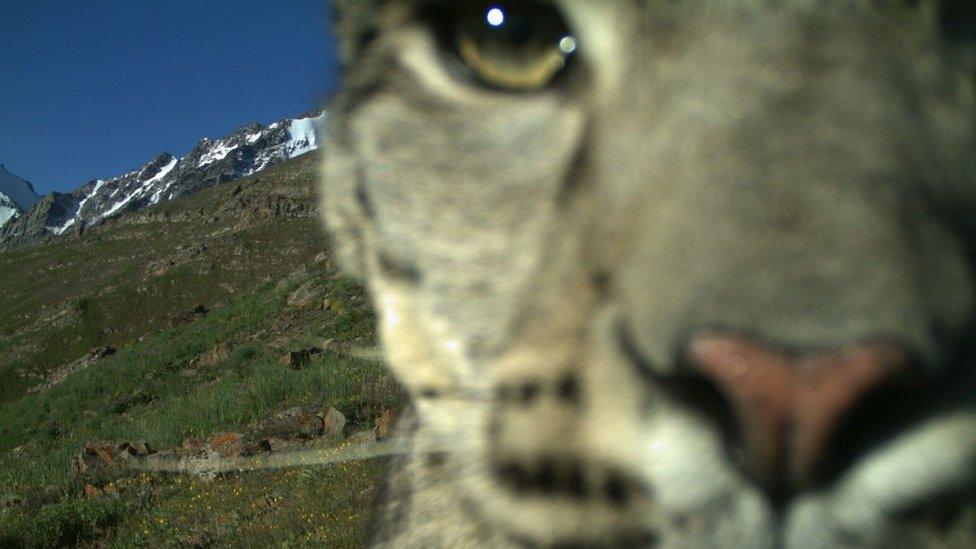 snow leopard