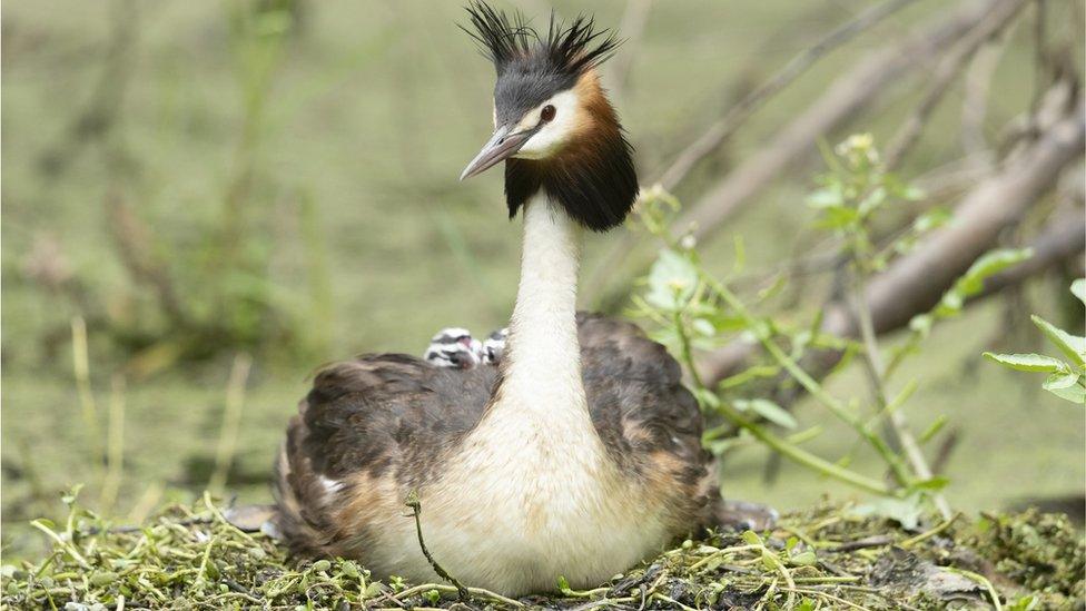 The pūteketeke, also known as an Australian crested grebe