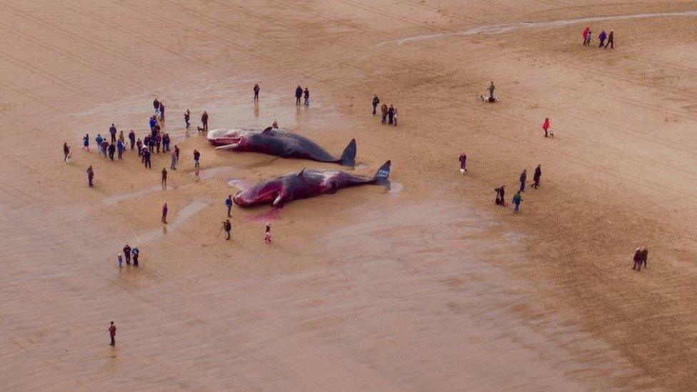 Dead whales at Gibraltar Point