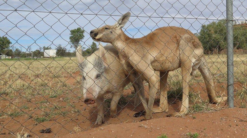 Kangaroo and pig nuzzle one another next to fence