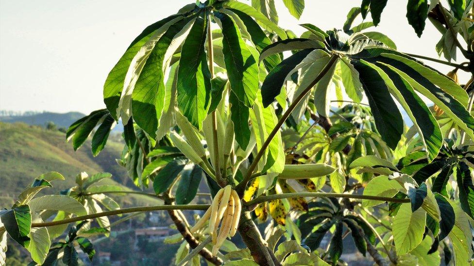 Cecropia trees.