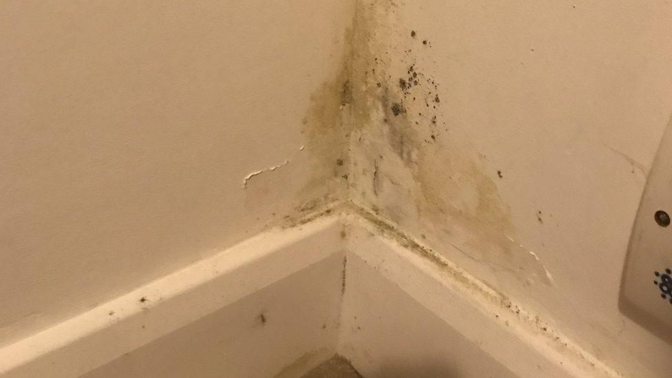 Black mould