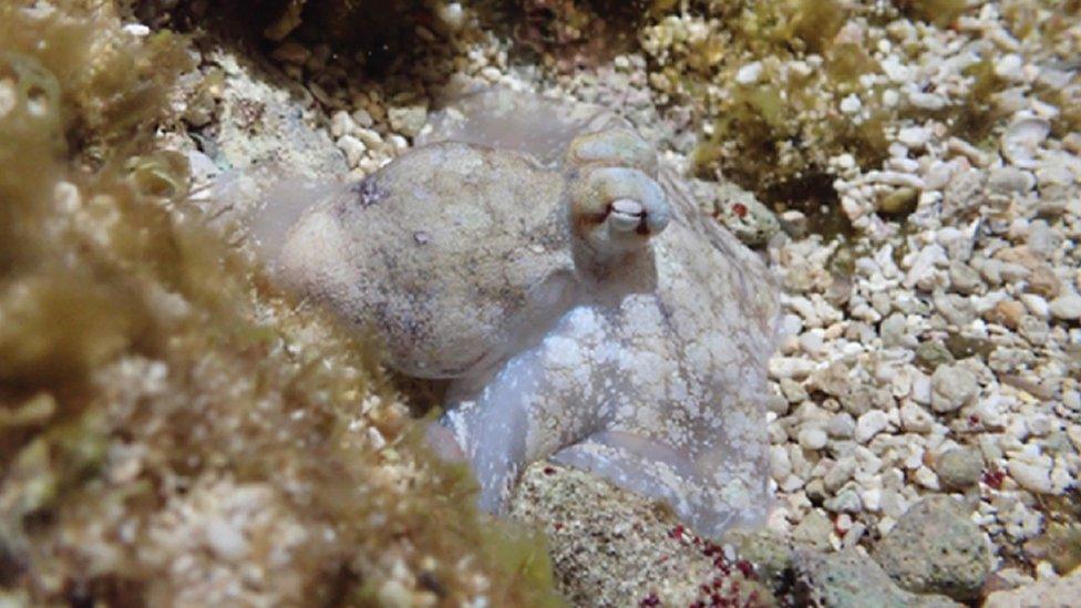 Octopus sleeping