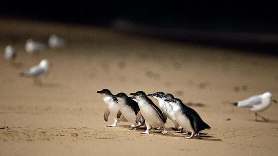 Little penguins arriving at sunset