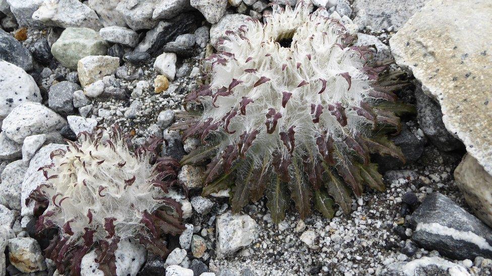 Saussurea gossypifera at the Ngozumpa Glacier at 4800m elevation