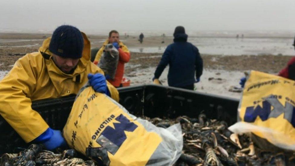 Lobster rescue near Bridlington