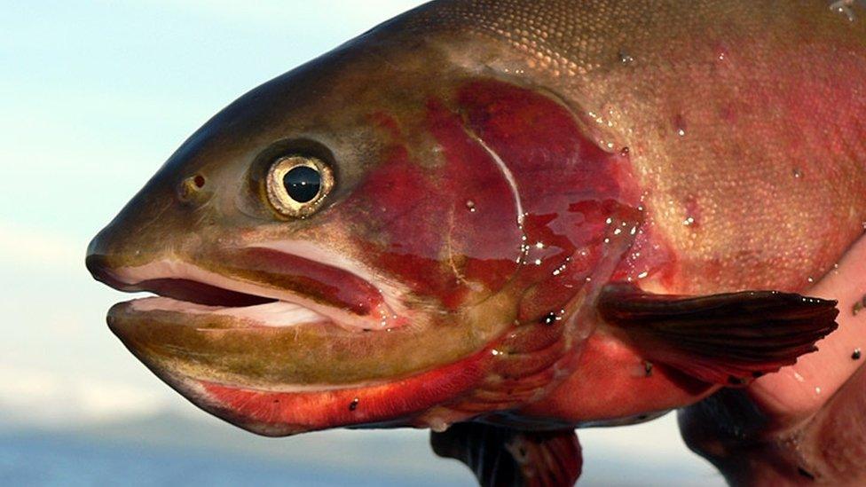 Cutthroat trout