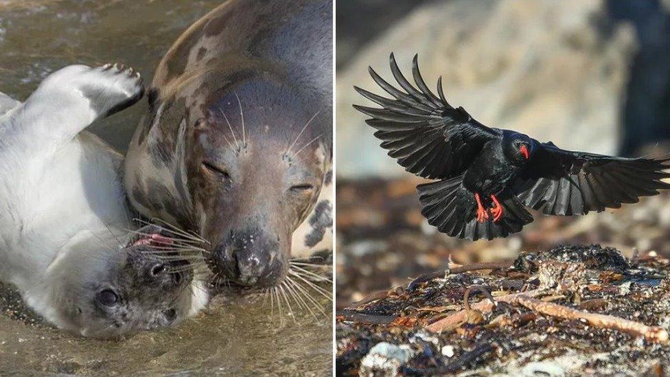 Seals and birds