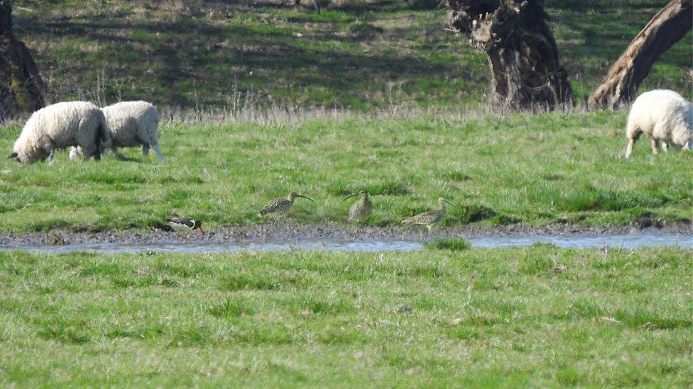 Curlews and sheep at Waterstock flood meadows