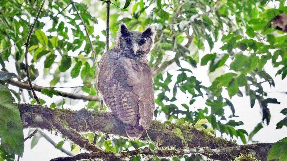 Shelley's Eagle Owl