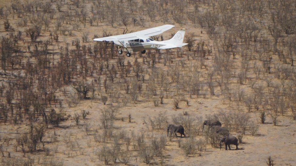 Counting elephants from above