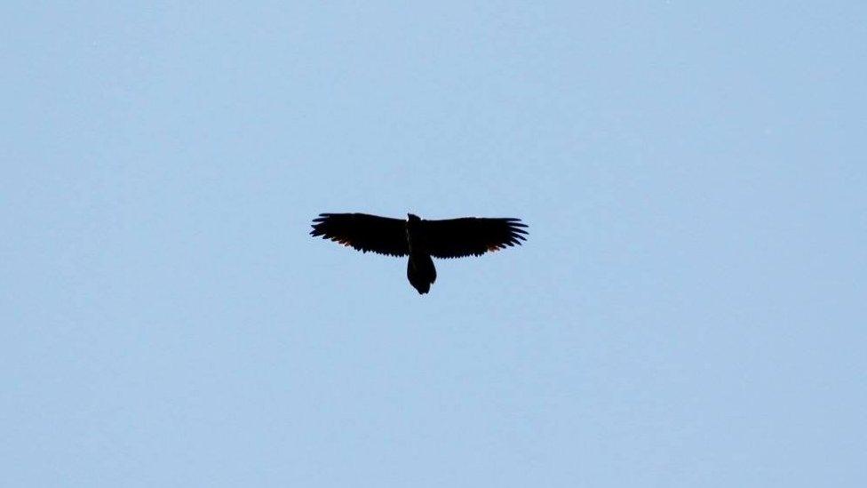 The lammergeier vulture