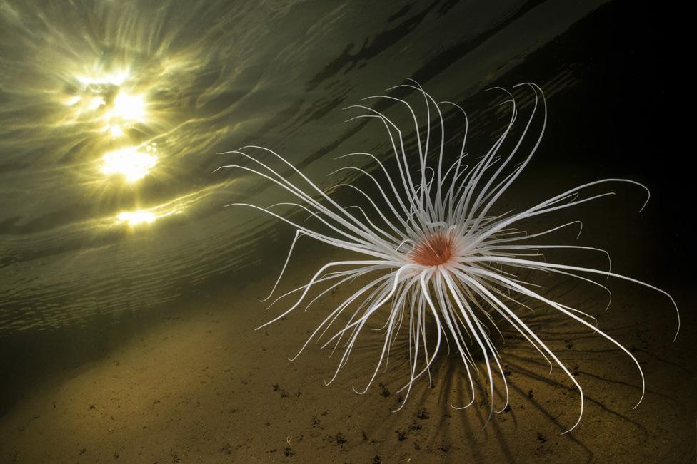 Fireworks Anemone