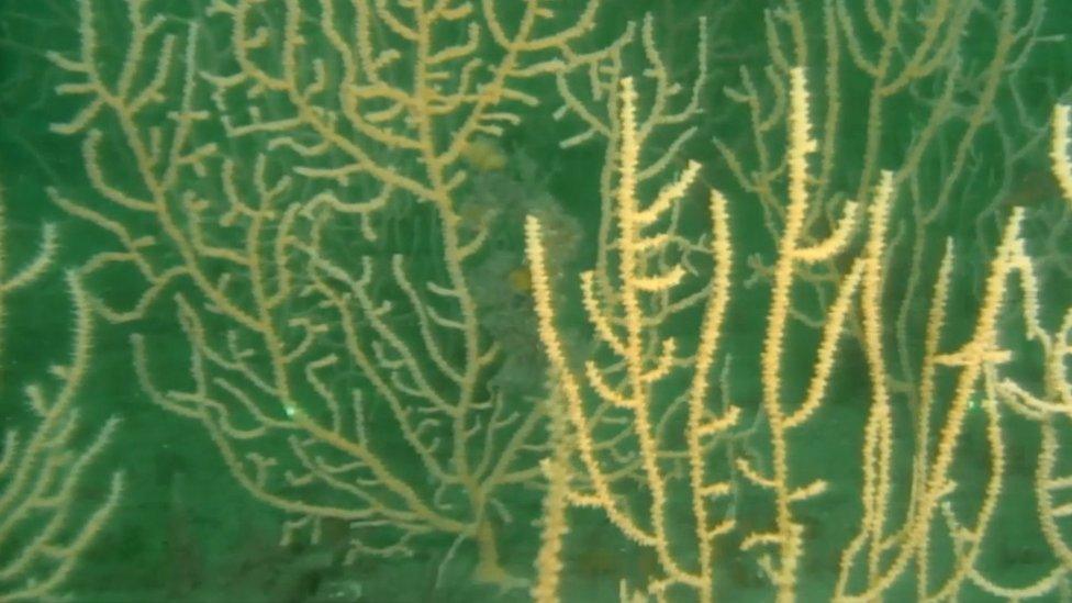 Sea fans restored in Lyme Bay