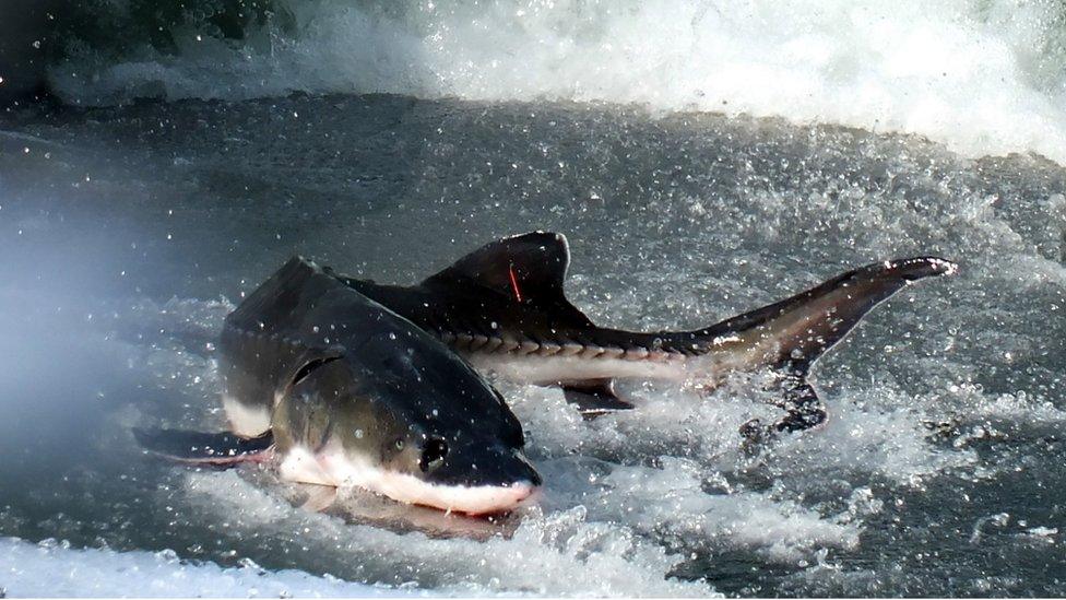 Chinese sturgeon released into the Yangtze River at Yichang in April 2015