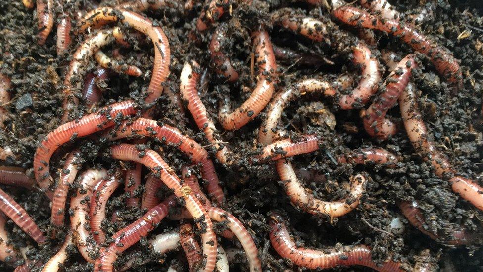 Earthworms