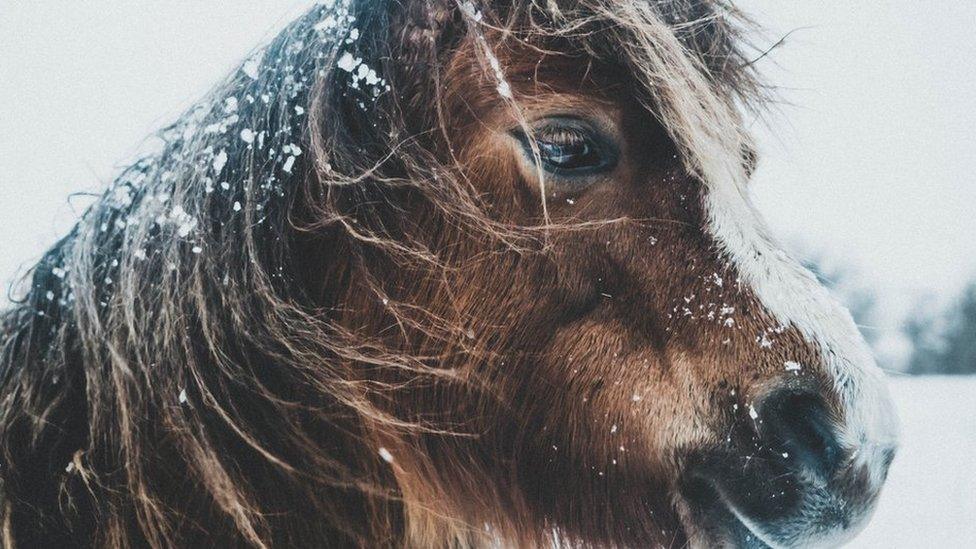 A pony in the snow