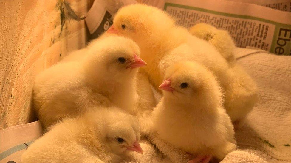 Chicks