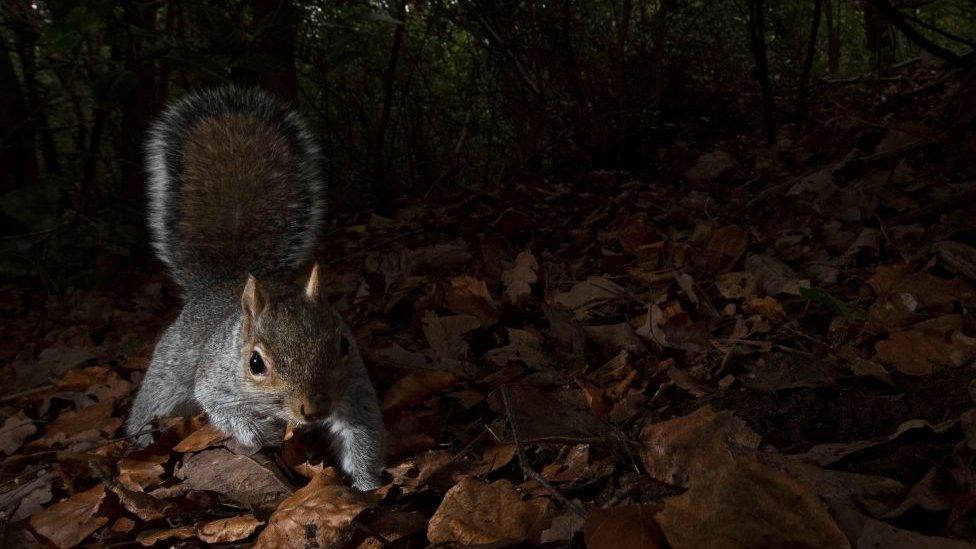 grey squirrel