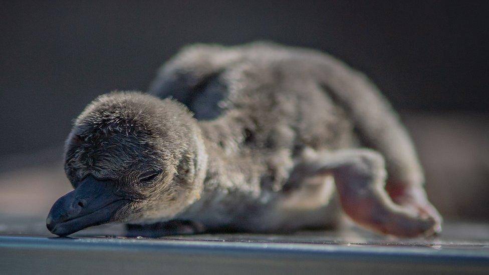 Humboldt penguin