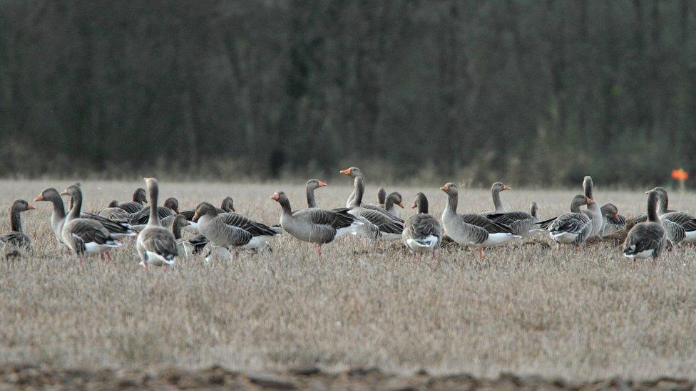 Greylag geese in England