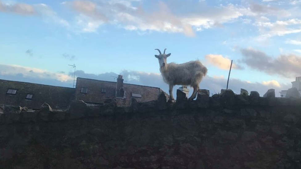 A Kashmiri goat on a Llandudno wall