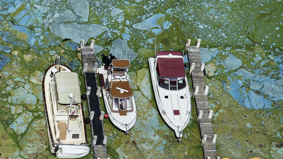 Boats docked at Central Marine in Florida are surrounded by blue green algae.