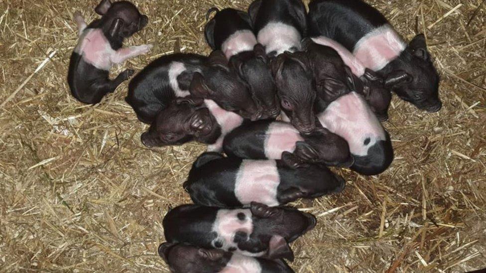 Piglets