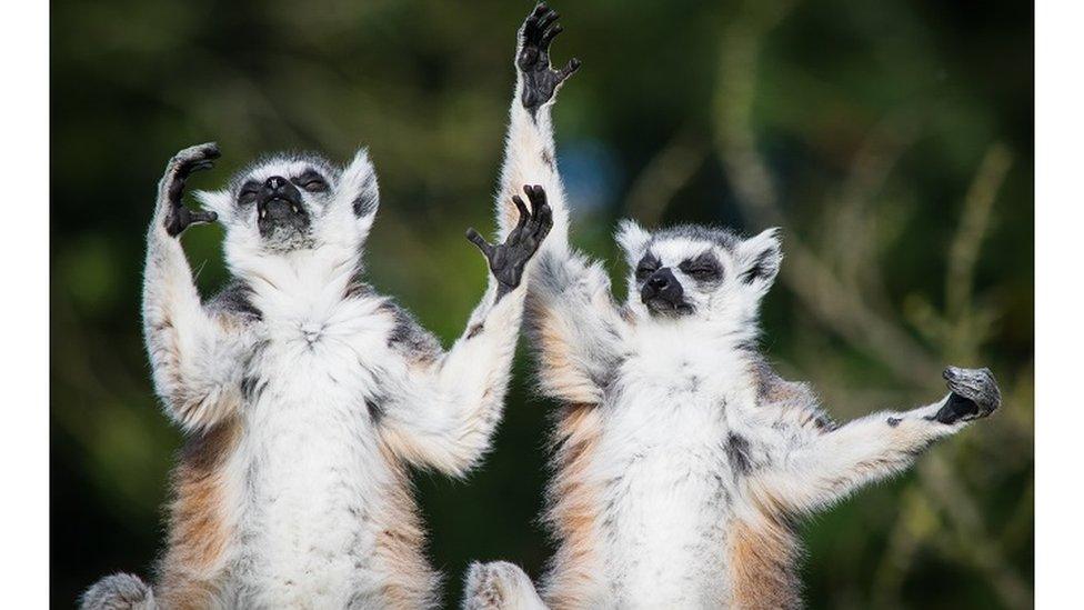 lemurs-yoga