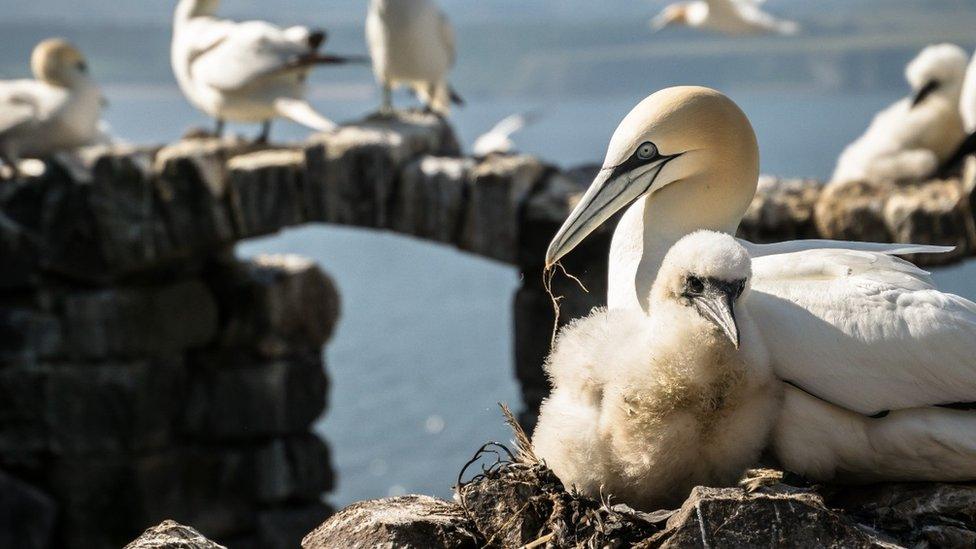 Gannets at Bass rock