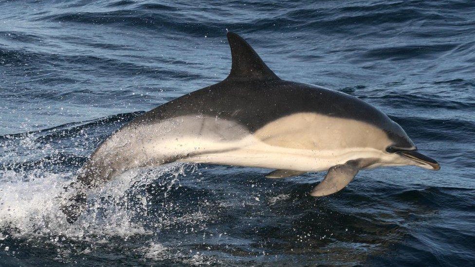 Common dolphin