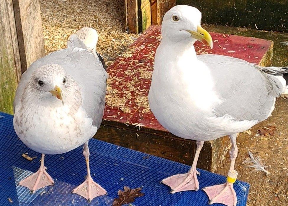 The Herring Gulls will have to be put down if the money is not found, as no other sanctuary can take them