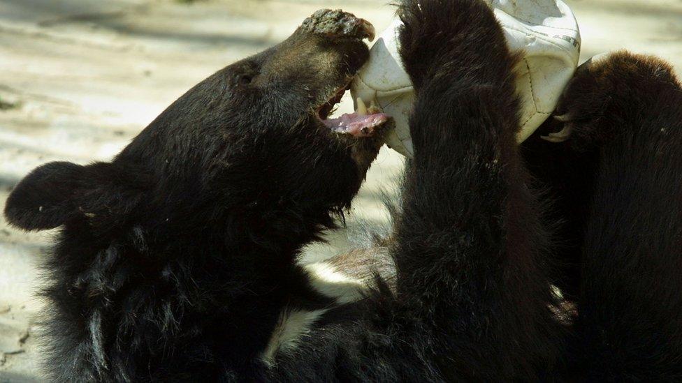 An Asiatic black bear (file image)