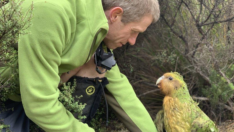 A kakapo parrot with a scientist from the New Zealand DOC