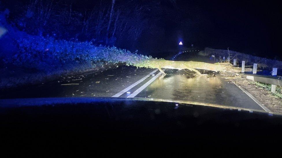 A tree blocking the A40, north of Llandovery near Erw Lon