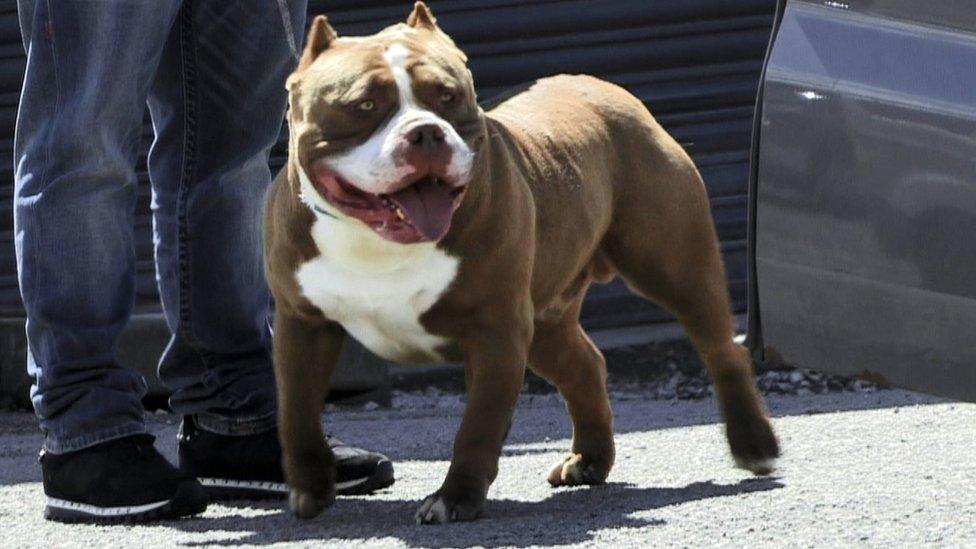 An American bully dog