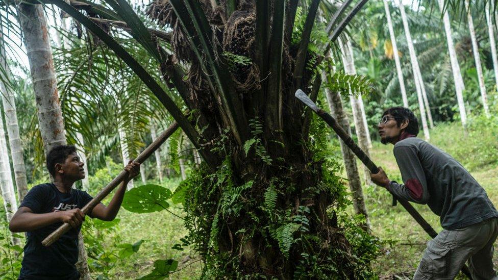 Workers on a palm oil plantation in Indonesia