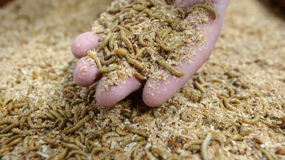 Mealworms