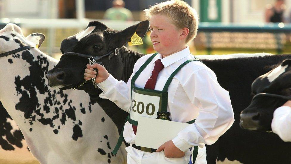 Young dairy handler