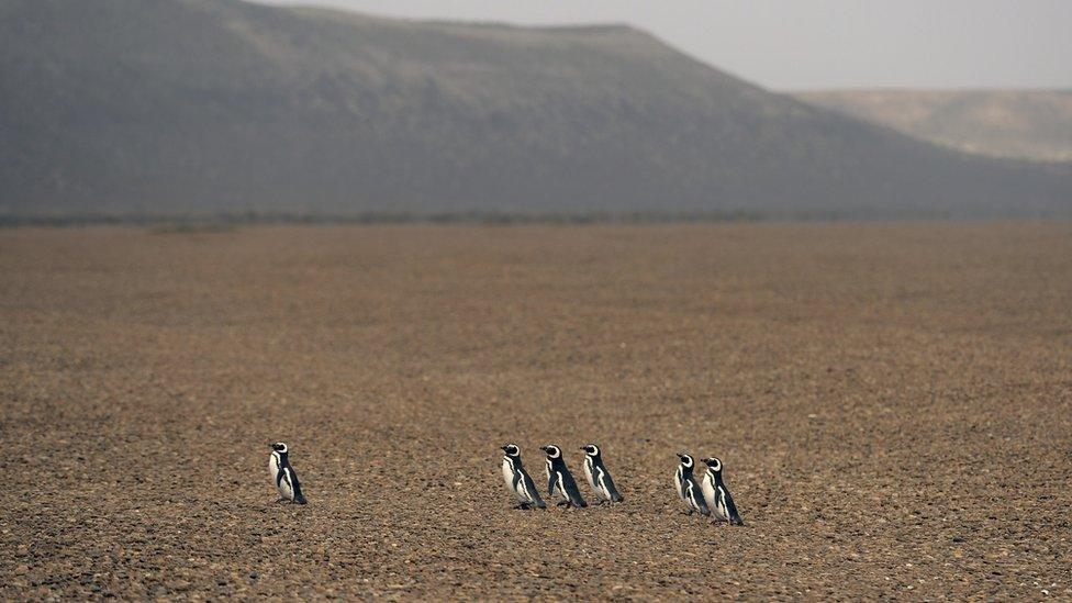 Magellanic penguins