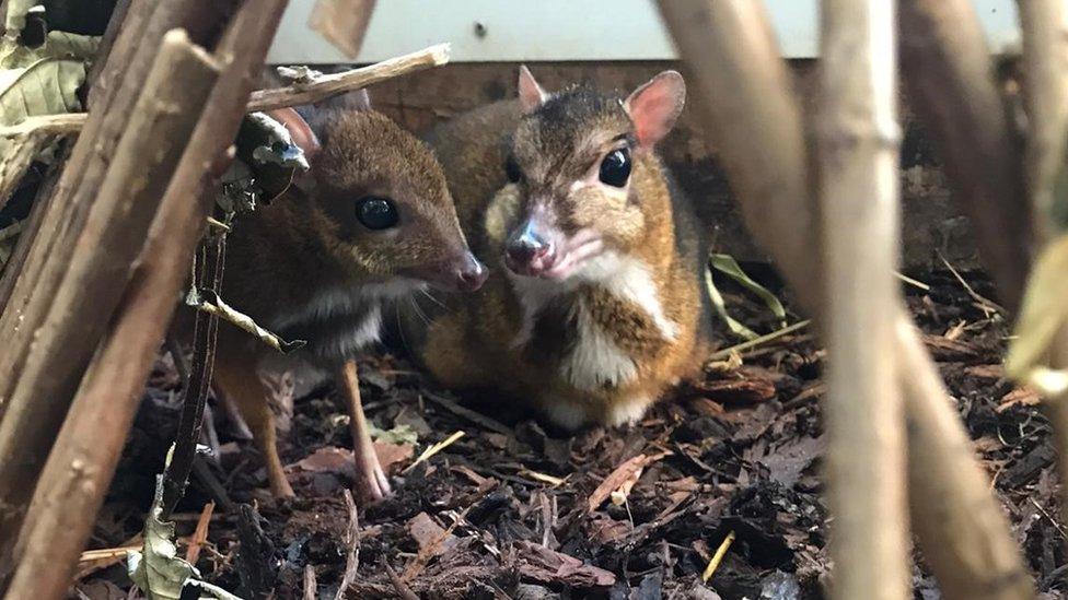 Mouse deer Brienne and fawn