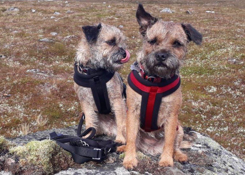 Border Terriers