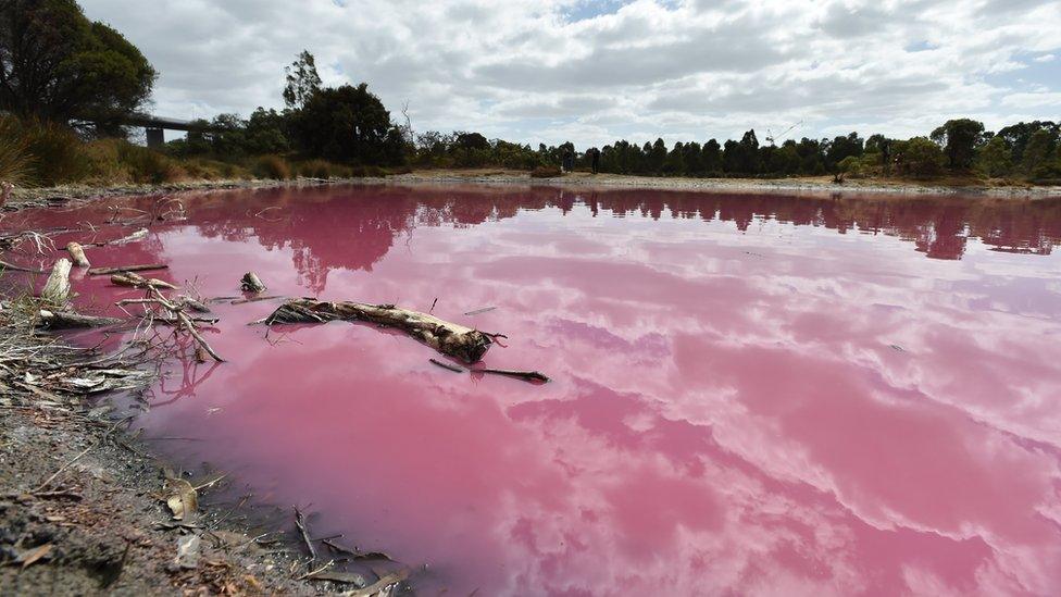 A wide landscape picture of the pink lake in Westgate Park in March 2019