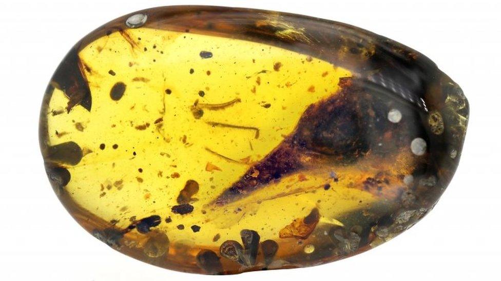 Skull-shown-in-amber.