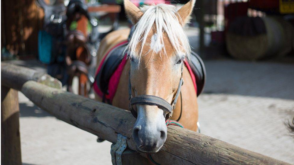 Horse, Norway