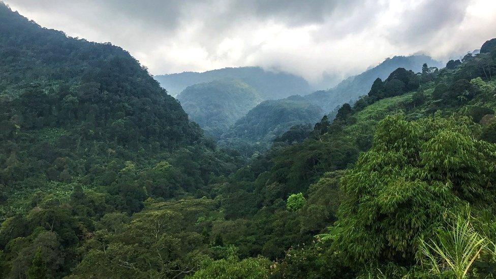 Indonesian rainforest: Trees naturally take up carbon dioxide