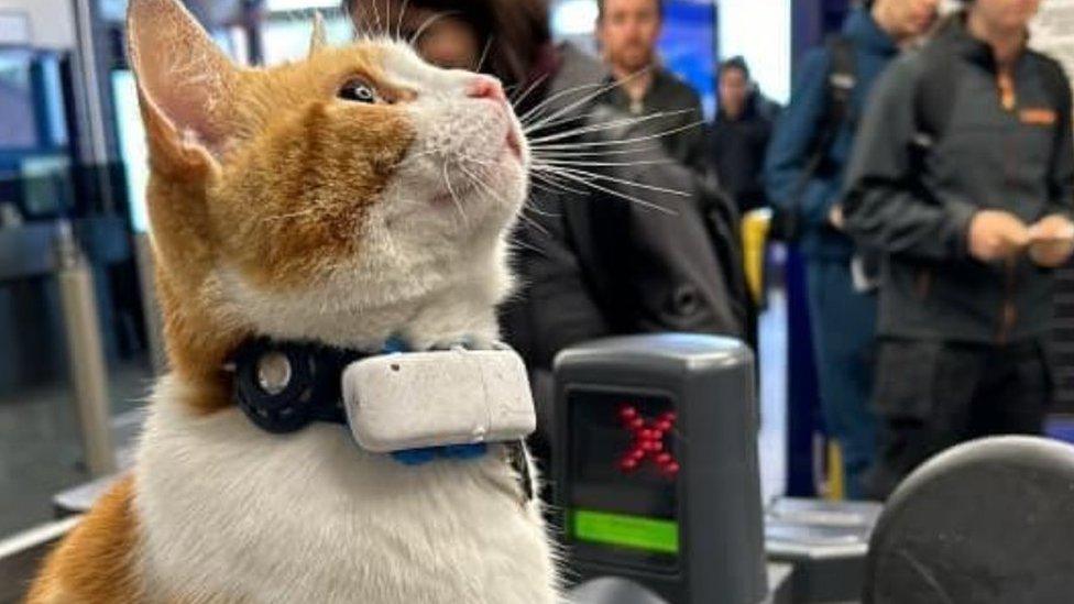 Nala the cat sitting on a ticket gate