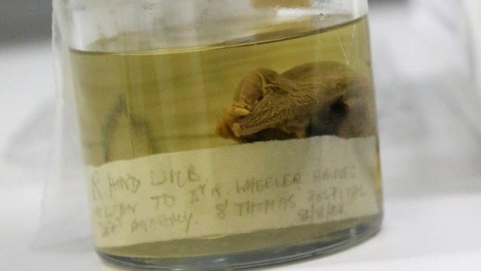 A specimen in a jar