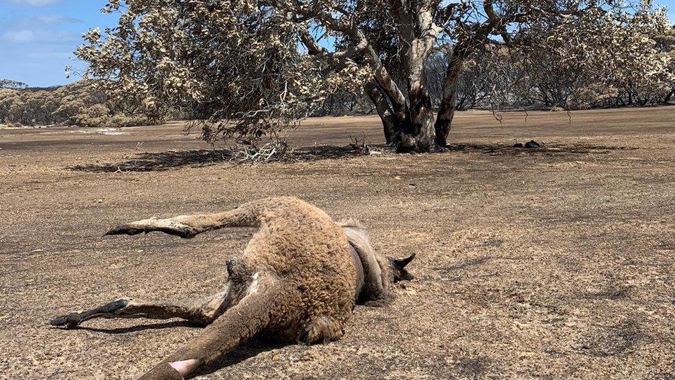 A dead burnt kangaroo corpse on Kangaroo Island