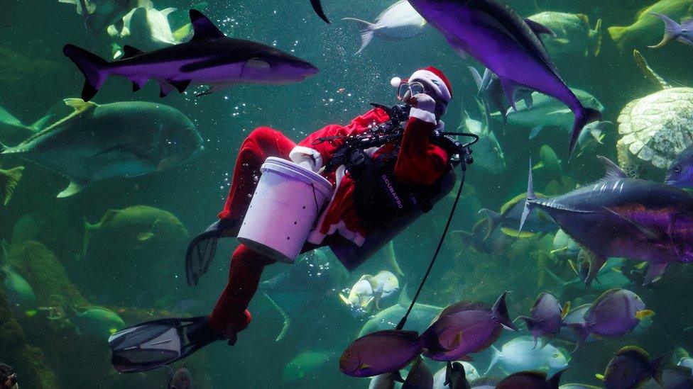 Diver dressed in Santa costume feeds the fish at the Sea World Ancol aquarium during Christmas Day celebrations in Jakarta, Indonesia